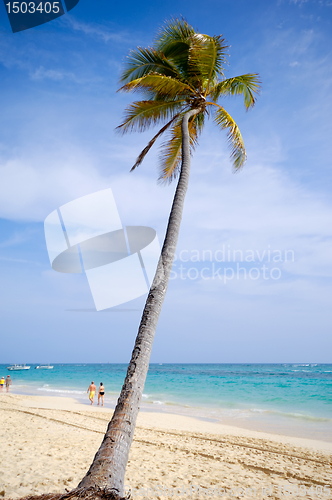 Image of Caribbean beach with palm and white sand