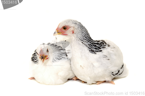 Image of Chickens on white background