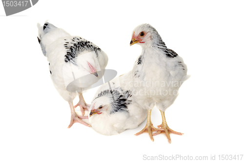 Image of Chickens on white background