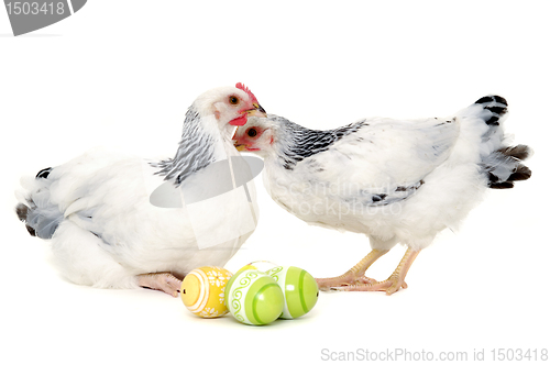 Image of Chickens and easter eggs