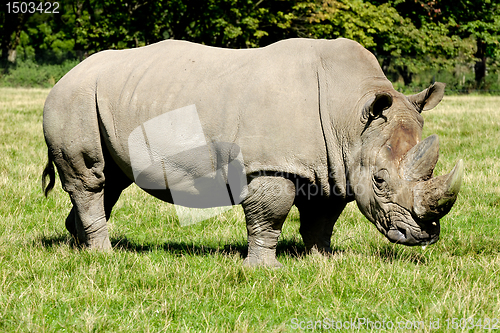 Image of Rhino