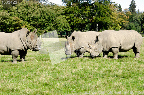 Image of Group of rhino