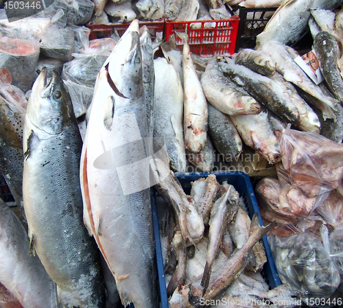 Image of frozen fish