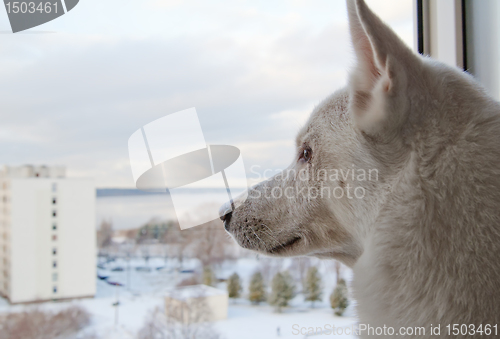 Image of White dog looks out the window 