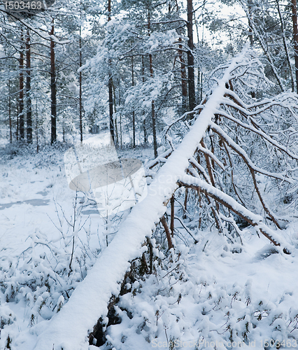 Image of winter landscape in the forest 