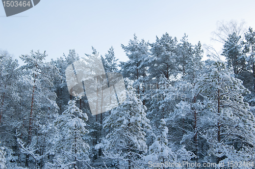 Image of winter landscape in the forest 