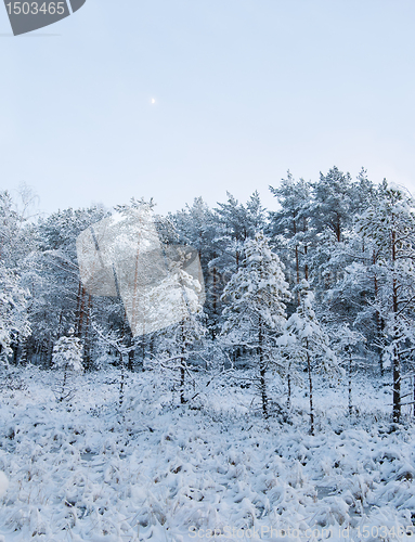 Image of winter landscape in the forest 