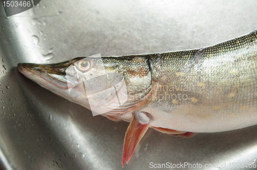 Image of Pike in a kitchen bowl