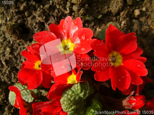 Image of red primroses after the rain