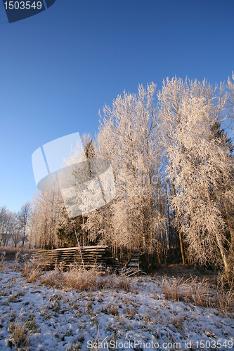 Image of Winter Forest