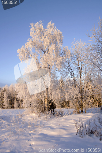 Image of Winter landscape