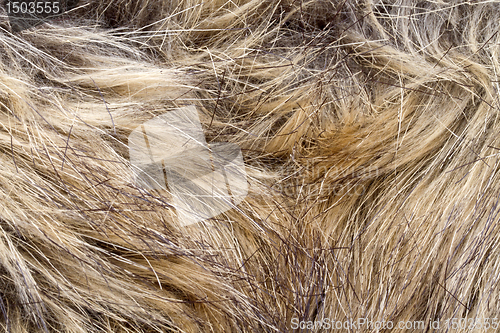 Image of lynx fur 