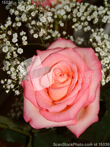 Image of tea rose and gypsophila