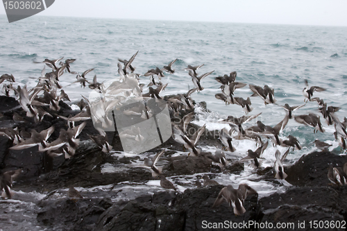 Image of Calidris ptilocnemis qutra