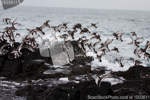 Image of Calidris ptilocnemis qutra