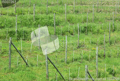 Image of Grapevine plants