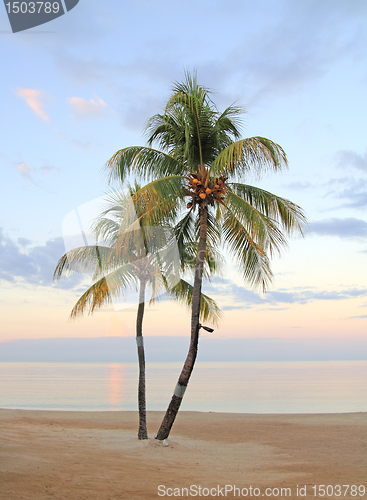 Image of palm trees