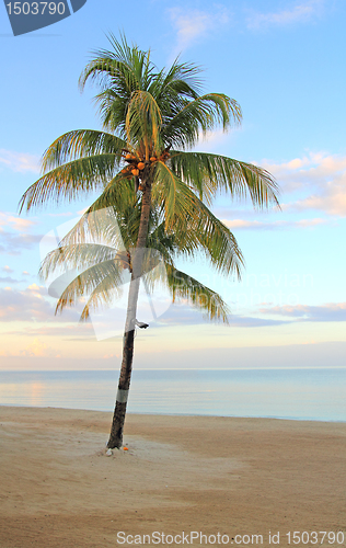 Image of lonely palm tree