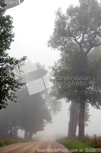 Image of Gravel road sink in misty fog surrounded by trees.