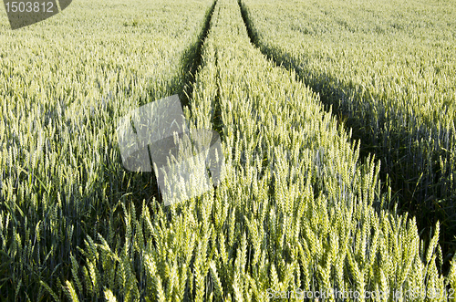 Image of Tractor tracks left in agricultural wheat field.