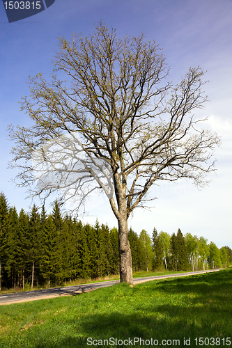 Image of Tree (spring)