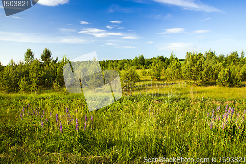 Image of New trees (summer)