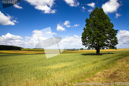 Image of tree in the agricultural field