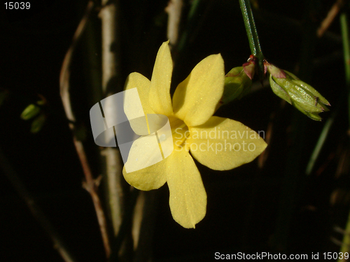 Image of winter jasmine details