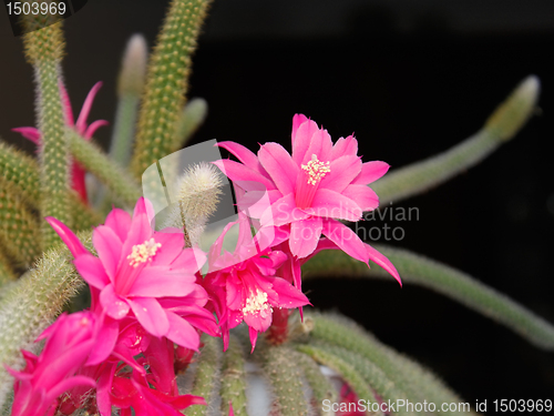 Image of Rat Tail Cactus flowering