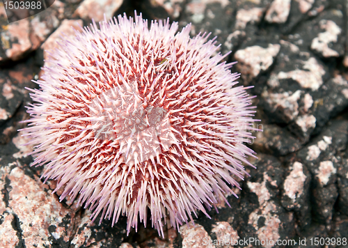 Image of sea â€‹â€‹urchins