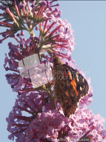 Image of butterfly on buddleja
