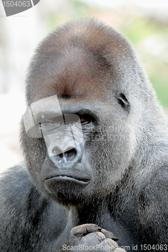 Image of Gorilla portrait