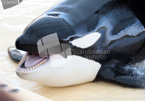 Image of portrait of a killer whale's head