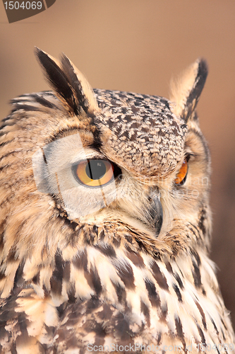 Image of portrait of real owl