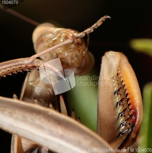 Image of wiping mantis legs