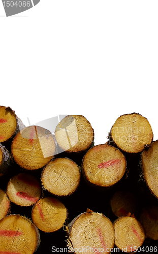 Image of Pine logs isolated on white background