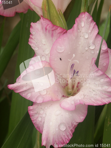 Image of gladiolus details after the rain