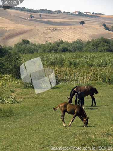 Image of horses grazing