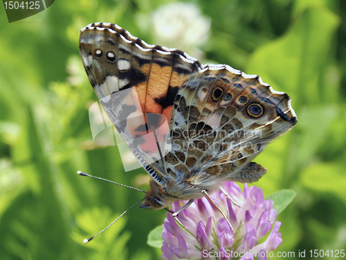 Image of Buttefly Vanessa Cardui