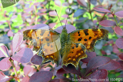 Image of Buttefly Polygonia C album