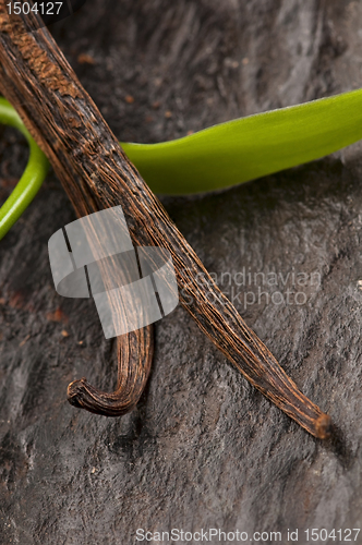 Image of Vanilla Planifolia Vine and Dried Vanilla Pods 