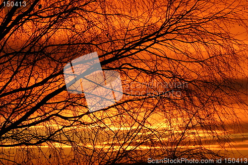 Image of Sunset through branches