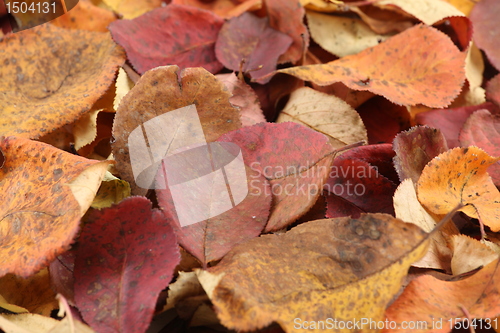 Image of autumn leaves