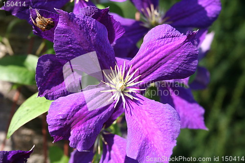 Image of Clematis flowers with company of a spider
