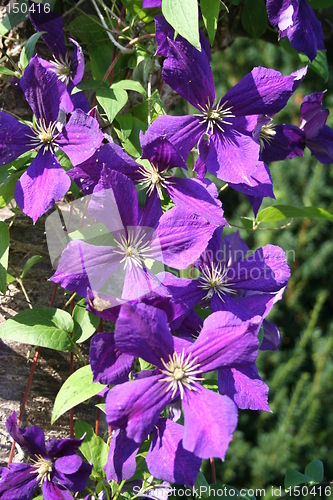 Image of Clematis flower looking at the sun