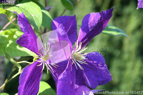 Image of Blue clematis in profile