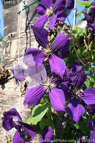 Image of Clematis Jackmanii