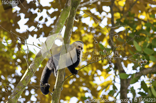 Image of White faced Capuchin