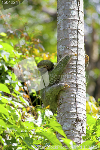 Image of Three-toed Sloth