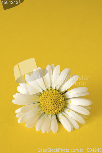 Image of daisy